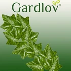 Kép 11/14 - Gardlov mesterséges borostyánfüzér 50 m 