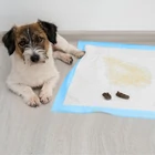 Kép 12/18 - 100 db abszorbens alátét kutyapiszokzsákkal (60x60cm)
