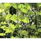 Kép 10/10 - Hálós növénytámasz 2x10m 