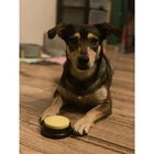 Kép 9/10 - Kutyakiképző gombok