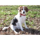 Kép 8/10 - Kutya nyakörv tűskékkel, eco-bőr, M méret