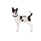 Kép 10/10 - Kutya nyakörv tűskékkel, eco-bőr, M méret