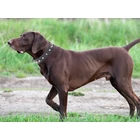 Kép 7/10 - Kutya nyakörv tűskékkel, eco-bőr, L méret