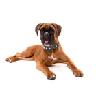 Kép 9/10 - Kutya nyakörv tűskékkel, eco-bőr, L méret