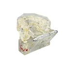 Kép 9/10 - Fogászati ​​modell