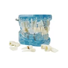 Kép 10/10 - Fogászati ​​modell