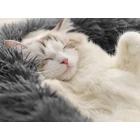 Kép 7/10 - Kutya, macska plüss fekhely, 100 x 15 cm, sötét szürke