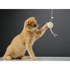 Kép 8/10 - Papírlabda csörgő macskajáték