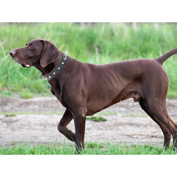 Kutya nyakörv tűskékkel, eco-bőr, L méret