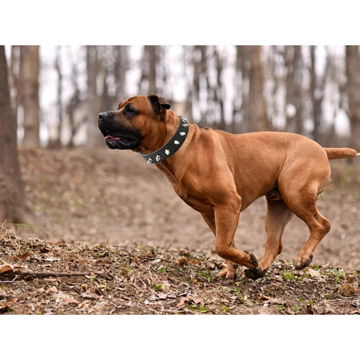 Kutya nyakörv tűskékkel, eco-bőr, L méret