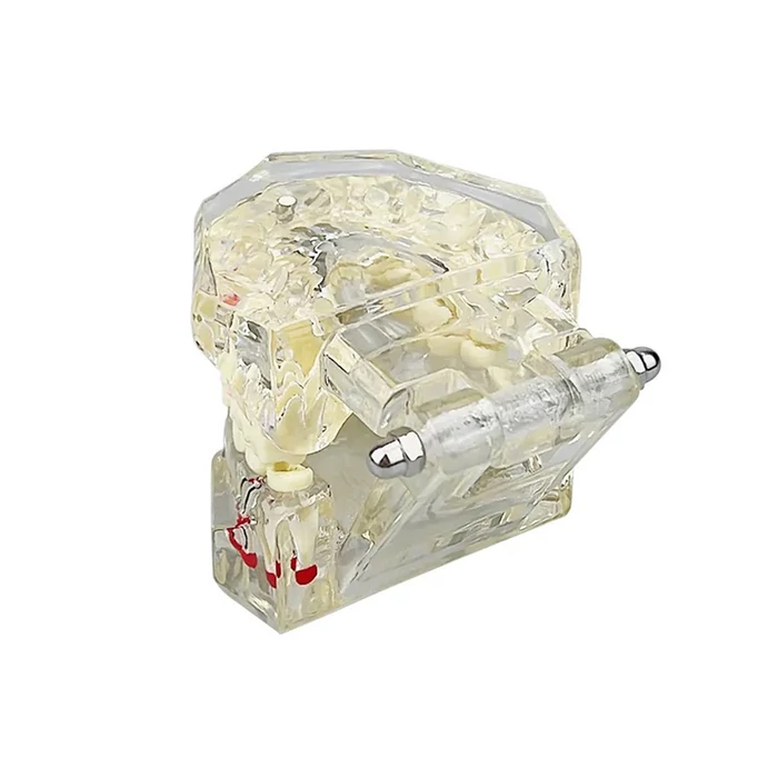 Fogászati ​​modell