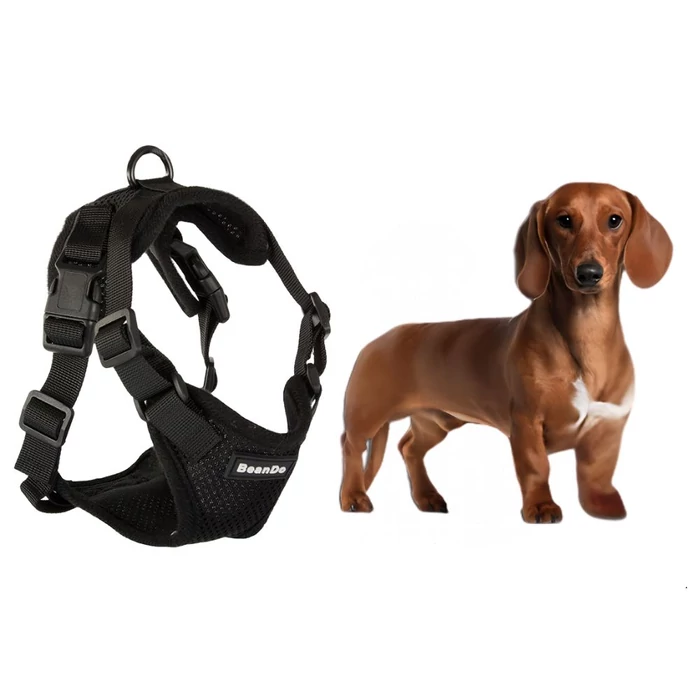 Hám kisméretű kutyáknak